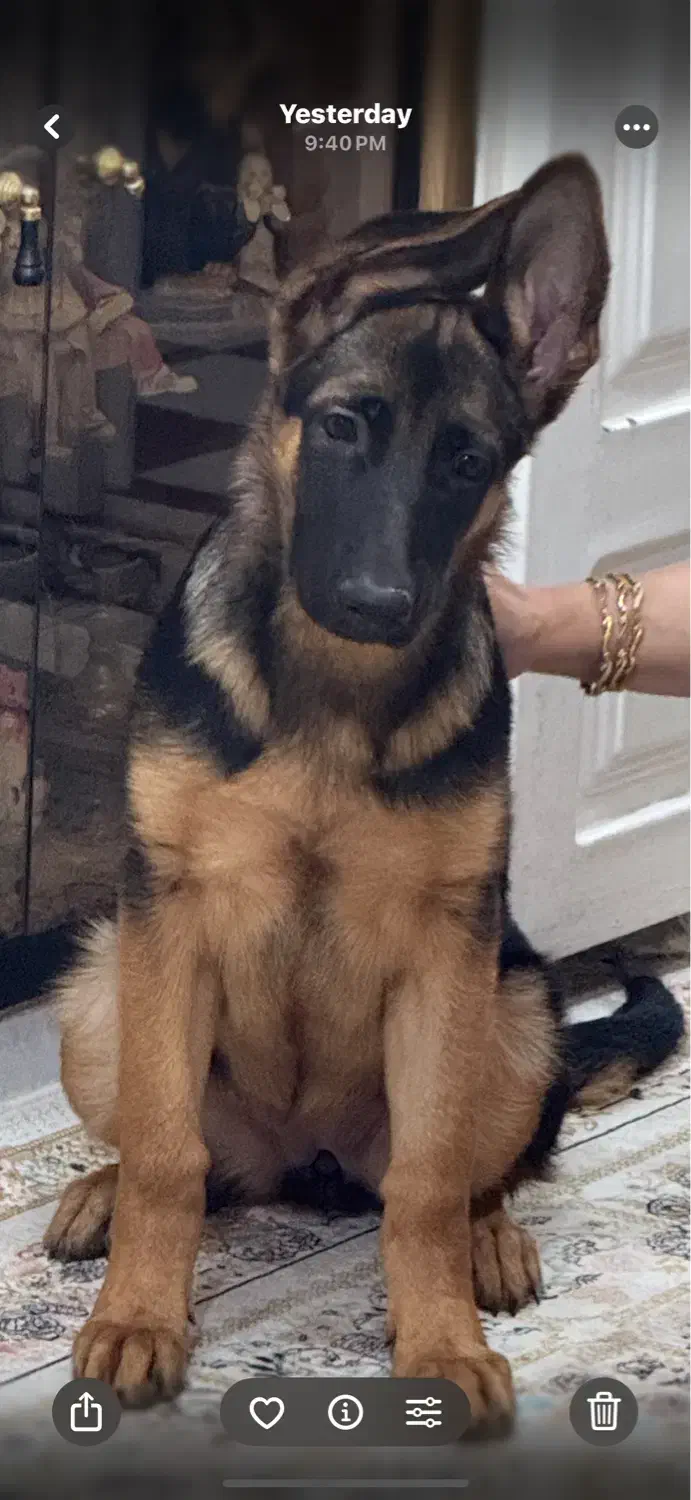 واگذاری توله ژرمن مو کوتاه|سگ|بوشهر, |دیوار