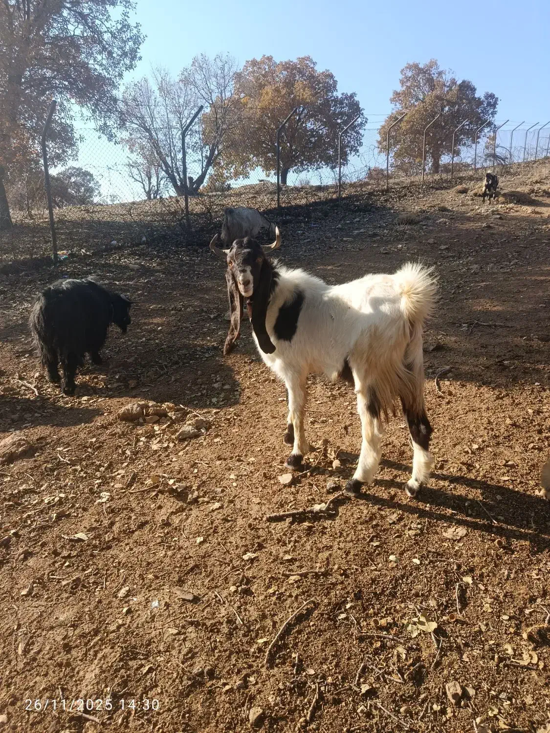 با سلام خدمت دوستان عزیز نر بز پاکستان اصلی|حیوانات مزرعه|آبدانان, |دیوار