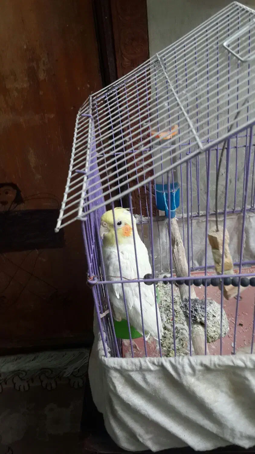 جوجه عروس هلندی|پرنده|تهران, انبار نفت|دیوار