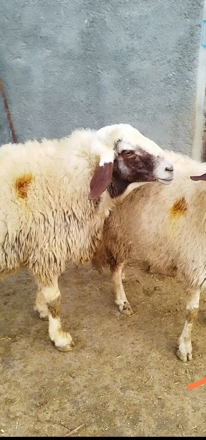 قوچ|حیوانات مزرعه|کامیاران, |دیوار