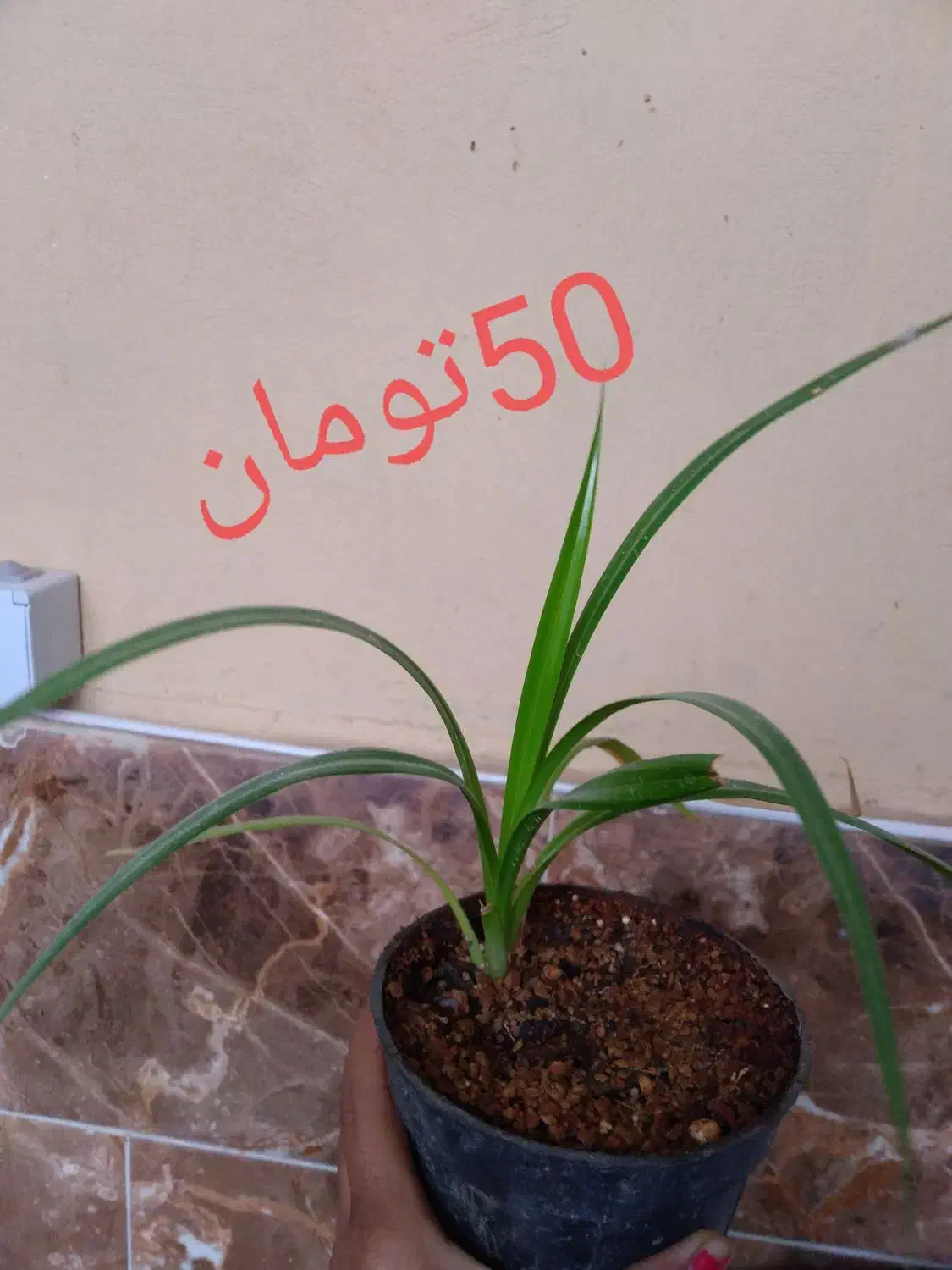 گل طبیعی|گل و گیاه طبیعی|جهرم, |دیوار