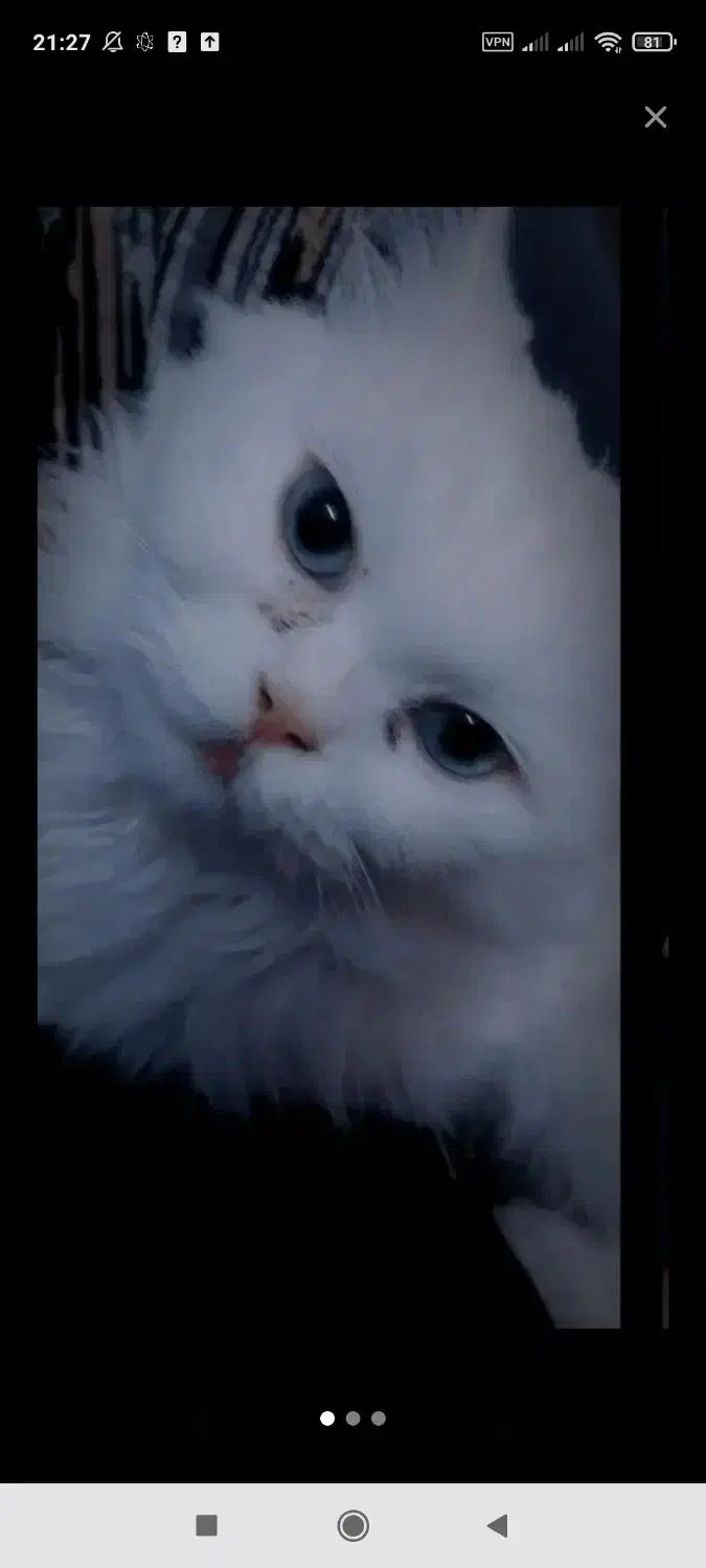 گربه گمشده|حیوانات|گرگان, |دیوار