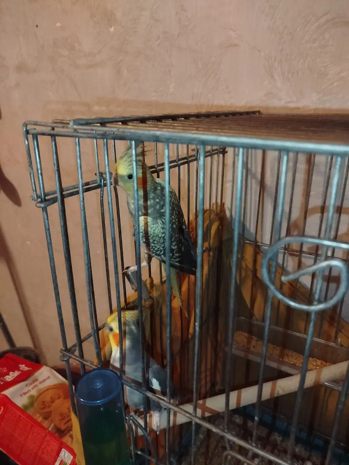 عروس هلندی ،مرغ عشق جفت|پرنده|ساوه, |دیوار