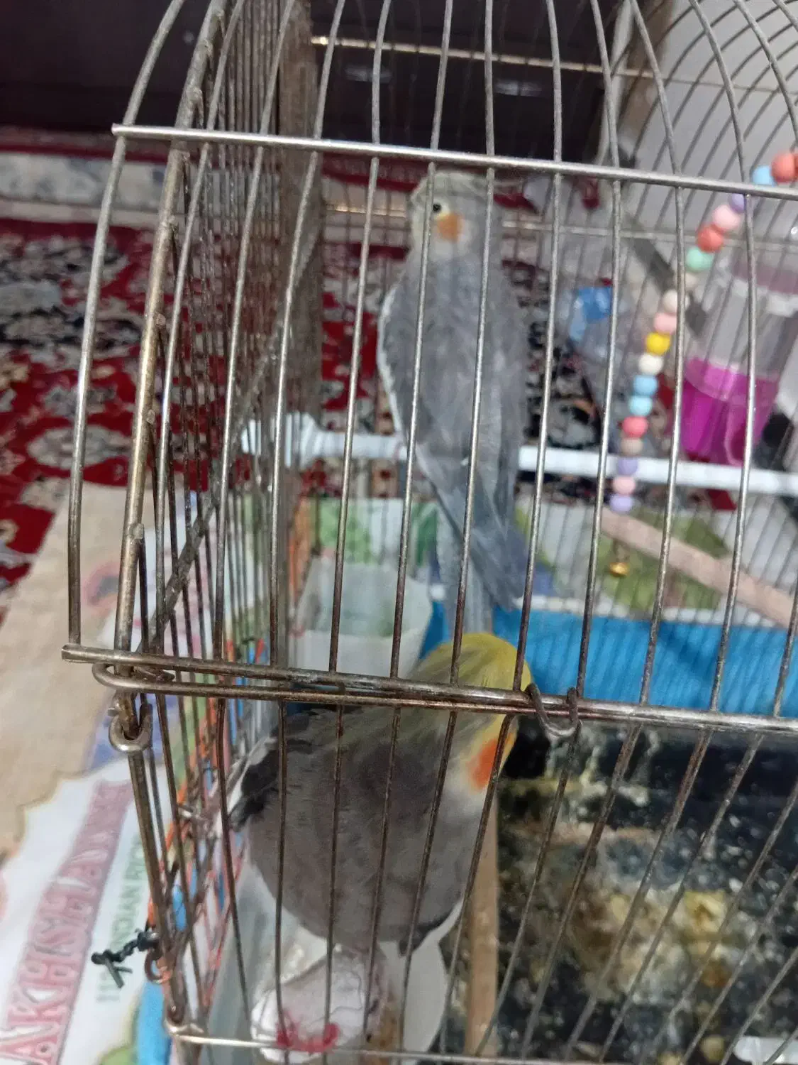 عروس هلندی|پرنده|نجفآباد, صالح آباد|دیوار