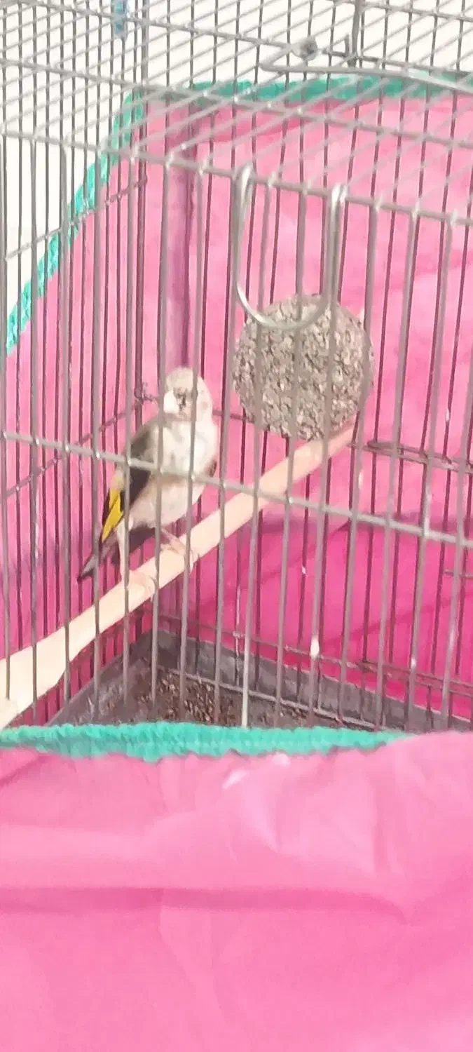 جوجه سهره|پرنده|کرمانشاه, |دیوار