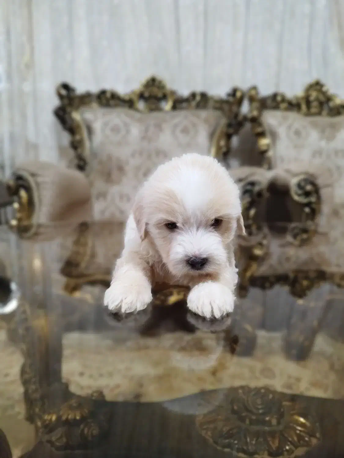 فروش سگ شیتزو تریر|سگ|آستارا, |دیوار