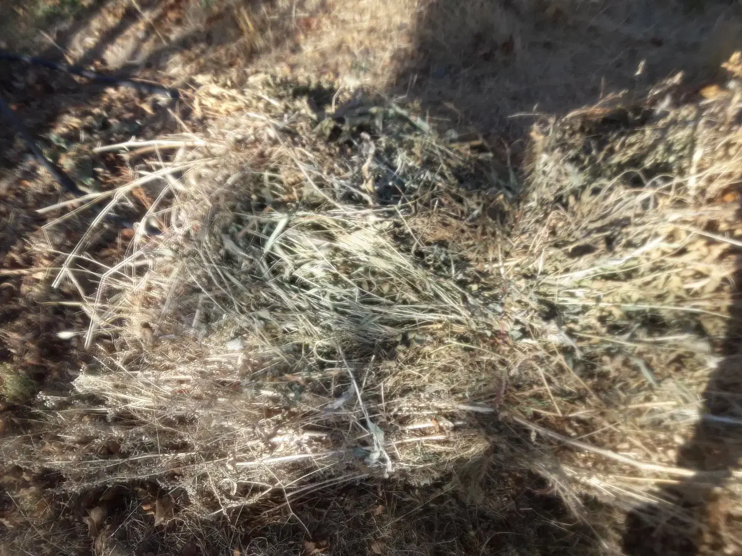 فروش علف برای دام|لوازم جانبی حیوانات|میانه, |دیوار