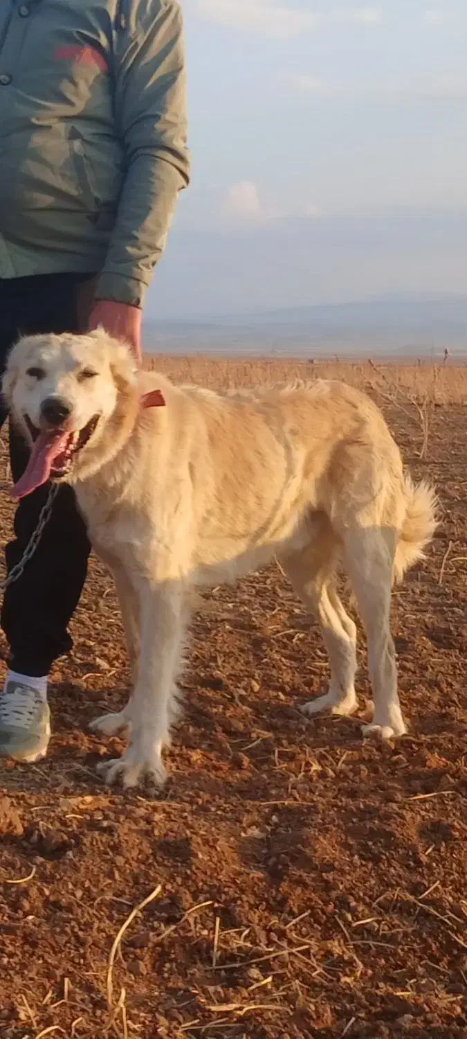 سگ دورگ قدردانی و پژدر|سگ|آوج, |دیوار