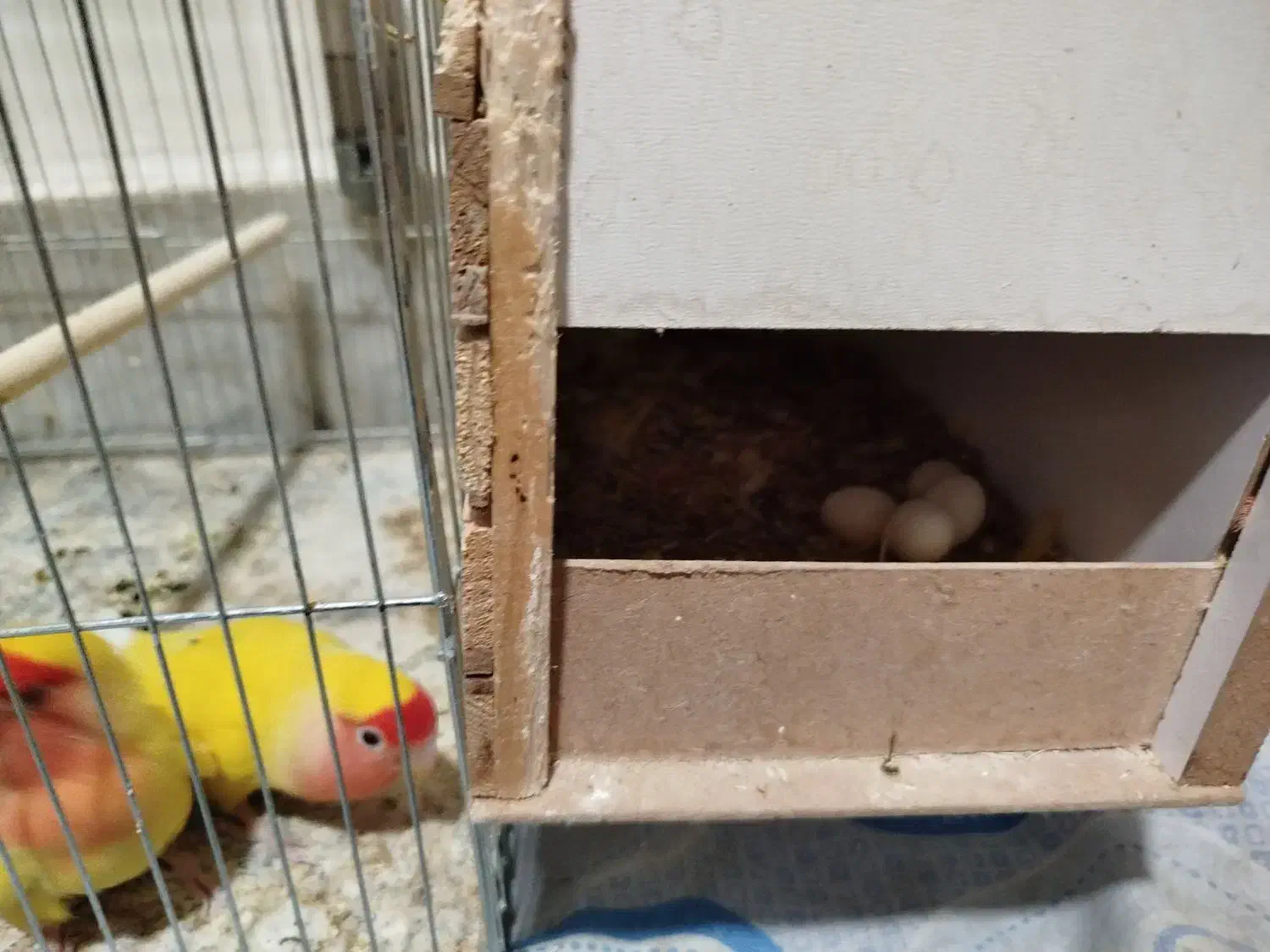 طوطی برزیلی مولد|پرنده|فردیس, سرحد آباد|دیوار