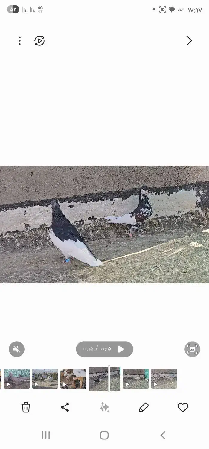 نرماده|پرنده|شیراز, کرونی(خاتونک)|دیوار