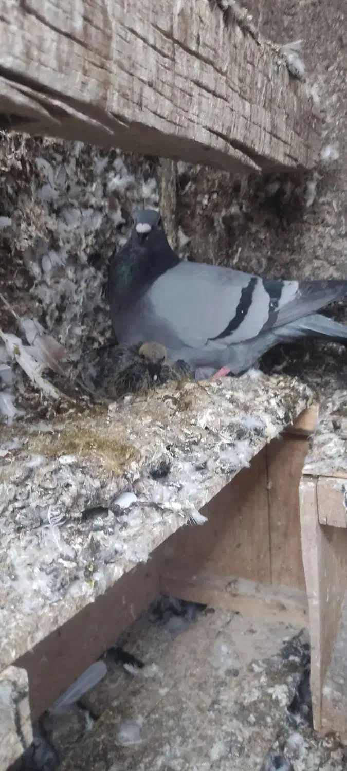 کفتر|پرنده|میبد, |دیوار