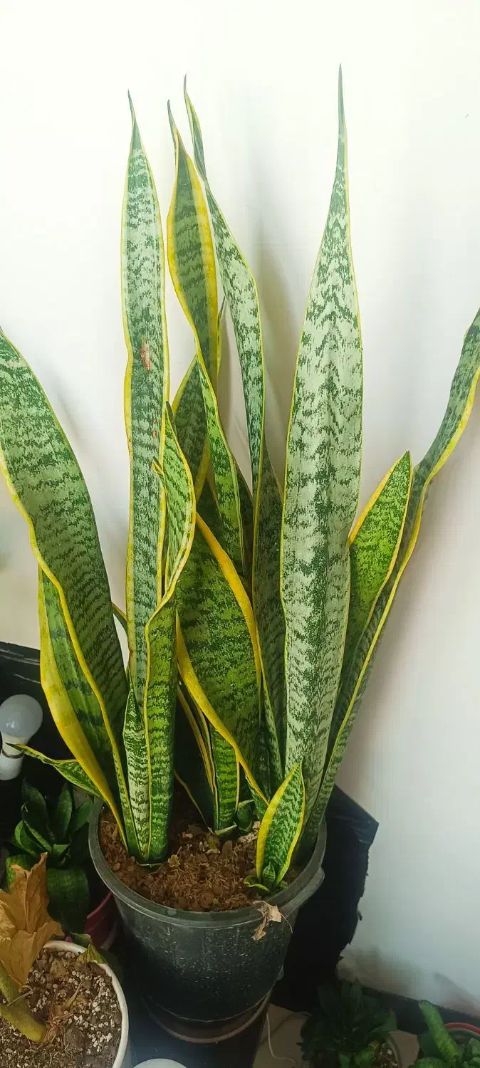 گل سانسوریا وفیکوس بلک|گل و گیاه طبیعی|قدس, شهرقدس|دیوار