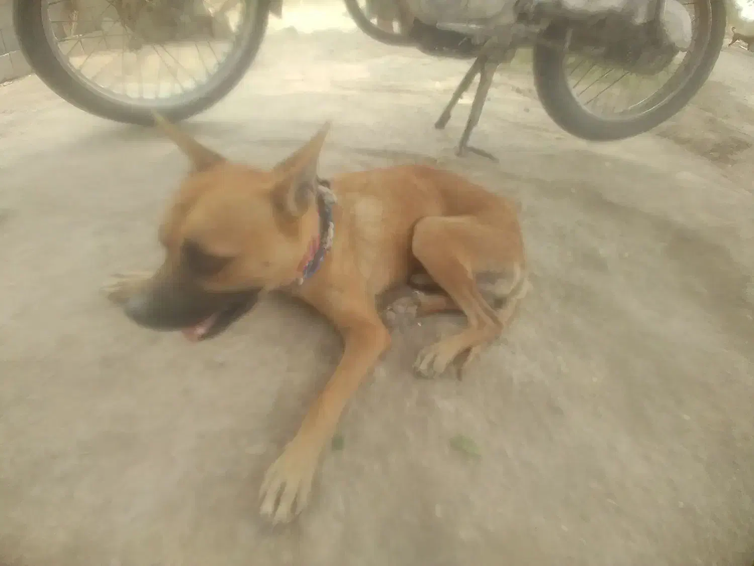 سگ بسیار با هش نژاد شیوا وا|سگ|شمیل, |دیوار