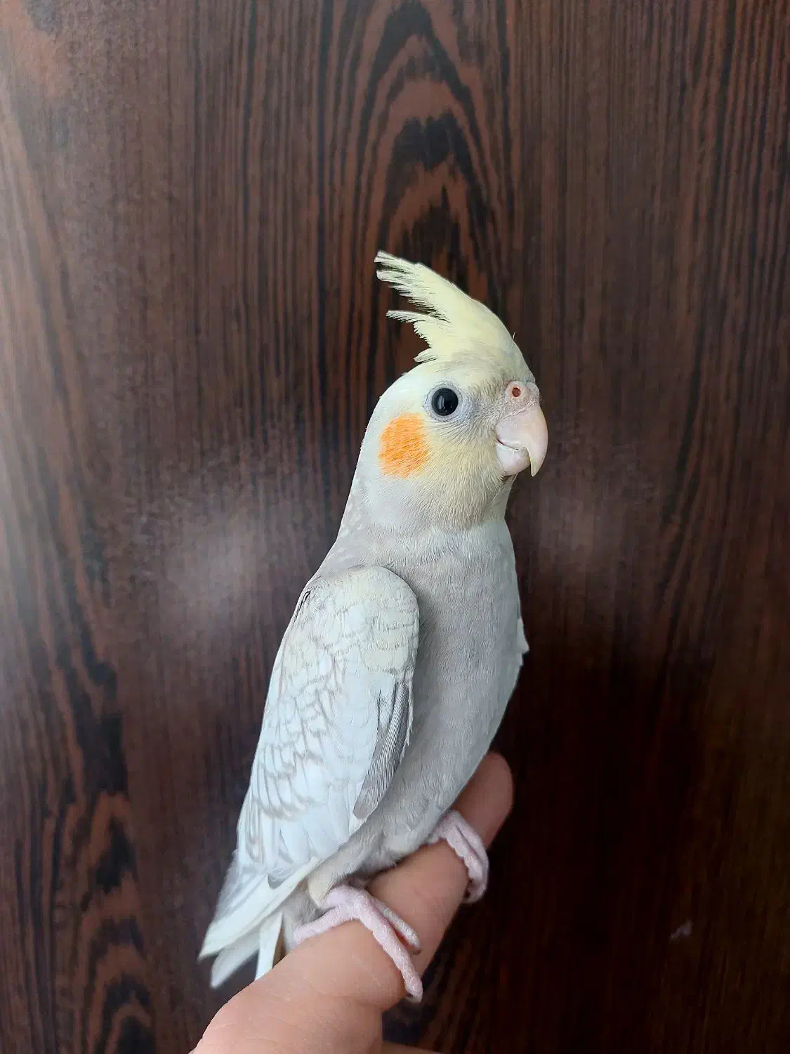 عروس هلندی گل باقالی نر|پرنده|گلستان (تهران), |دیوار