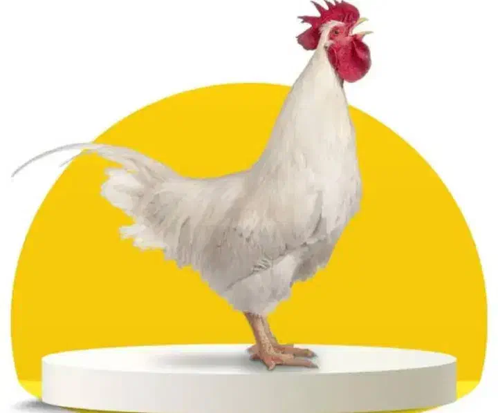 مرغ مادر|حیوانات مزرعه|مهاباد (آذربایجان غربی), |دیوار