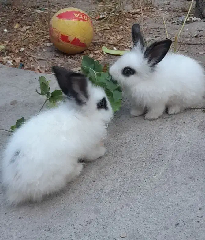 خرگوش نروماده|موش و خرگوش|آذرشهر, |دیوار