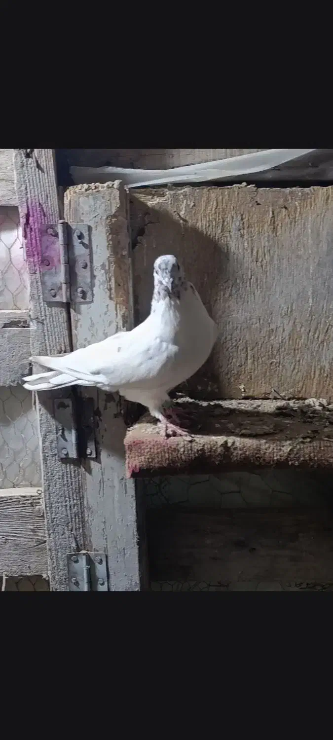 کبوتر|پرنده|گمیشان, |دیوار