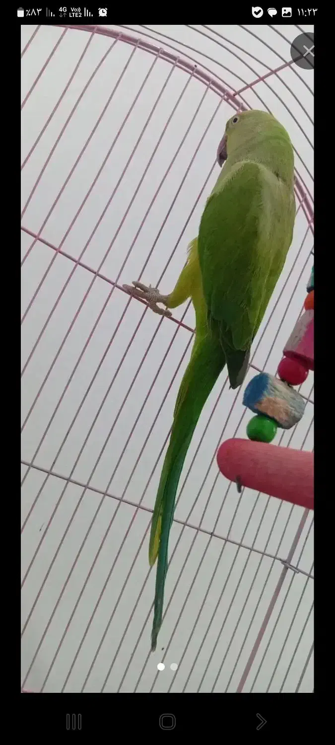 فروش یا معاوضه با کره یا جفت طوطی|ابزارآلات|بیکاه, |دیوار