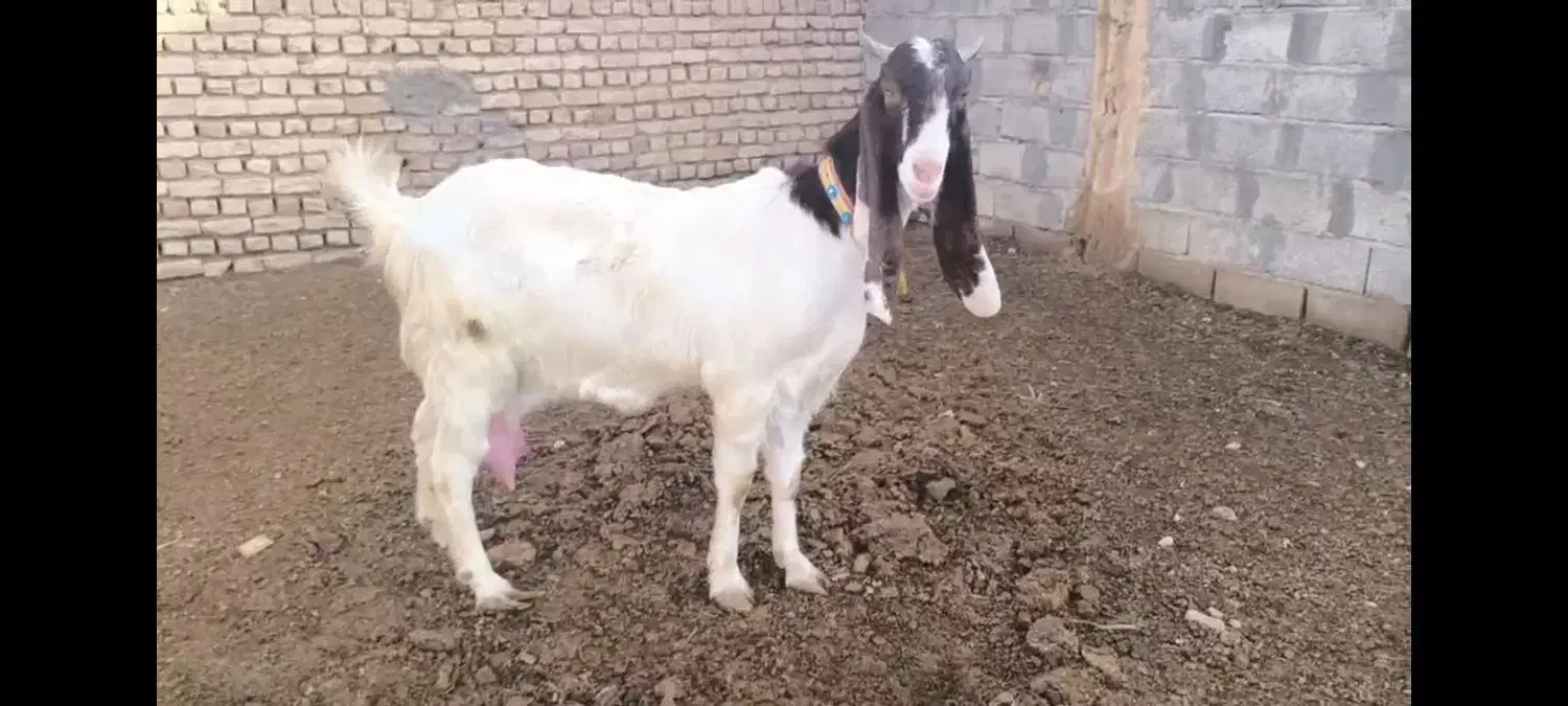 بز  پاکستانی|حیوانات مزرعه|تربت‌حیدریه, بی بی حسنیه|دیوار