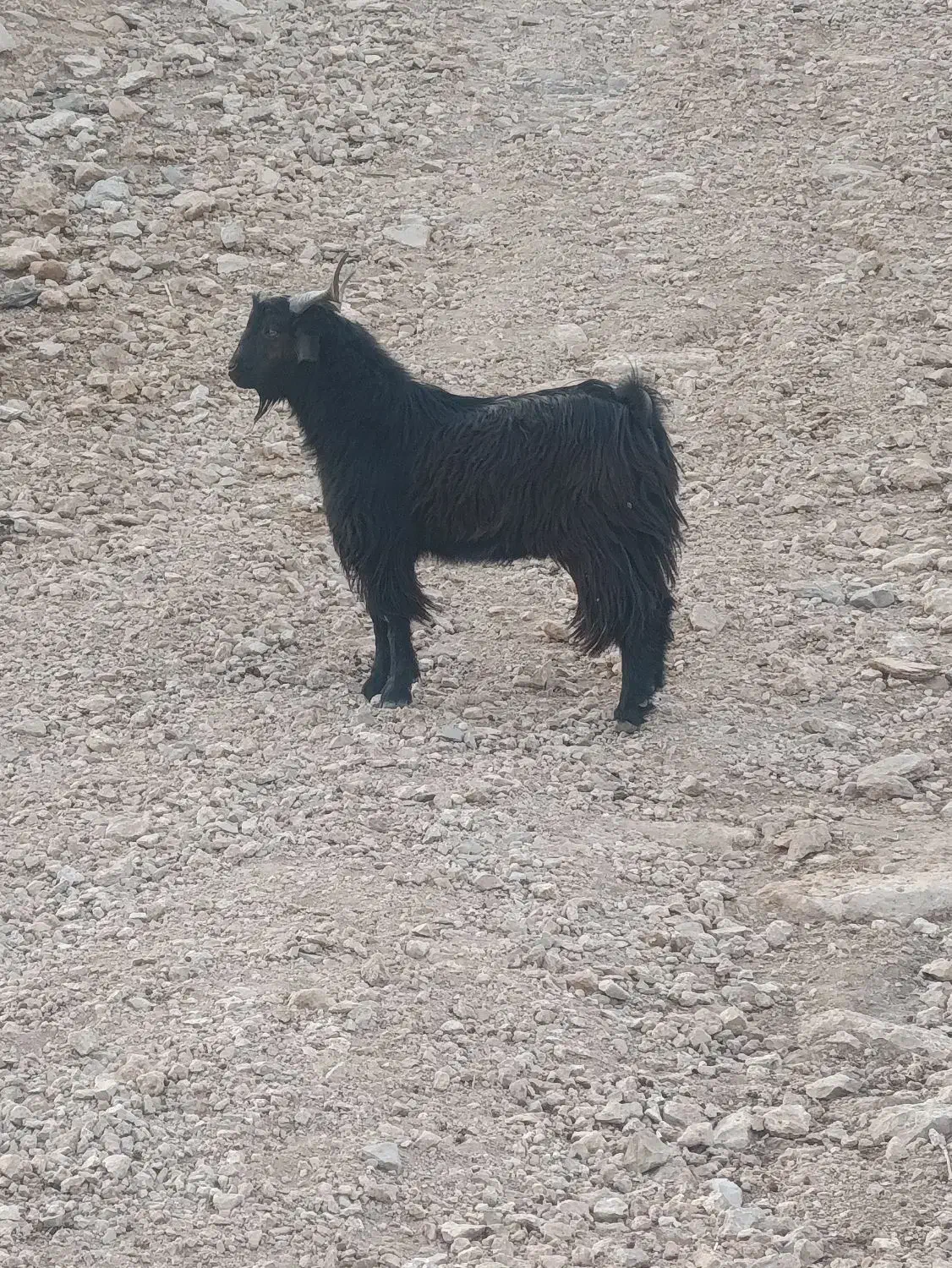 فروشی|حیوانات مزرعه|پلدختر, |دیوار