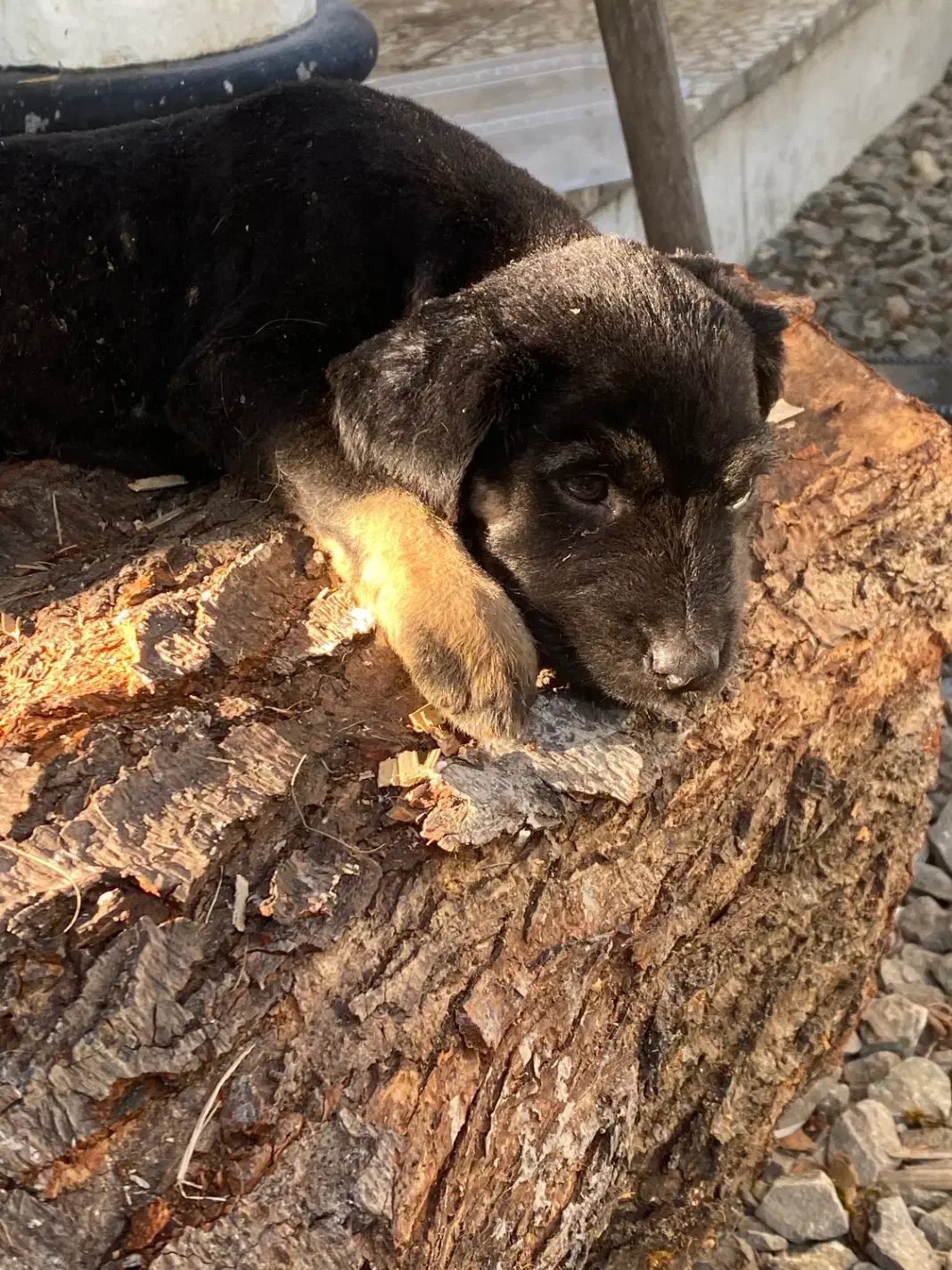 واگذاری رایگان سگ ماده ژرمن دوبرمن|سگ|نوشهر, |دیوار