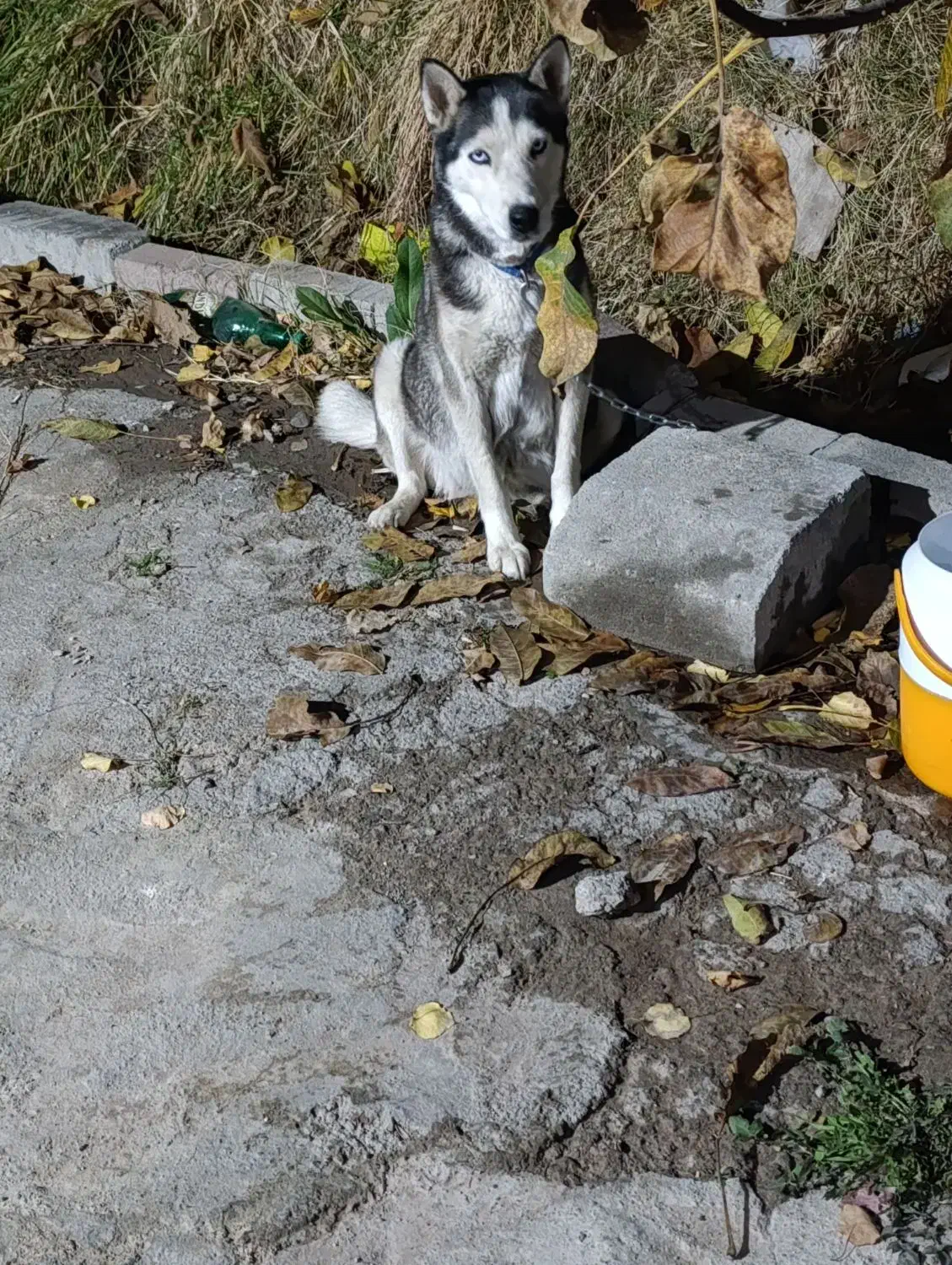 سگ هاسکی|سگ|باسمنج, |دیوار