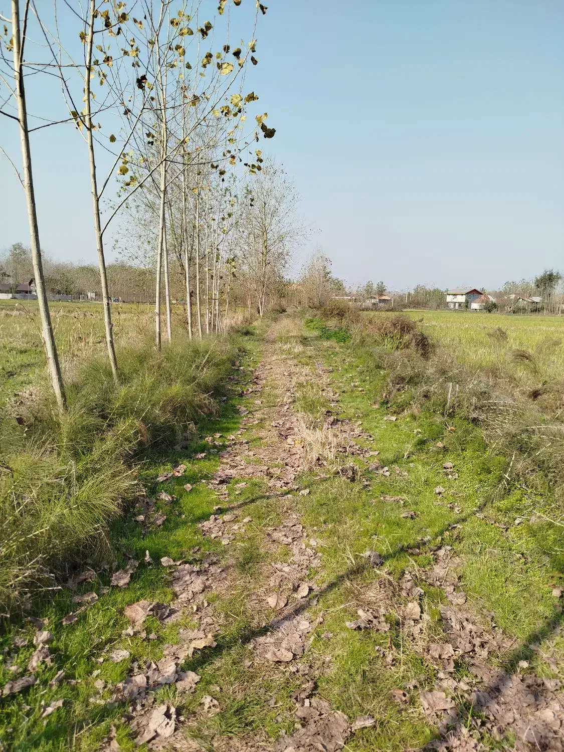 زمین شالیزار مکانیزه ۴۶۰۰متری در حوالی لنگرود|فروش زمین و ملک کلنگی|لنگرود, |دیوار