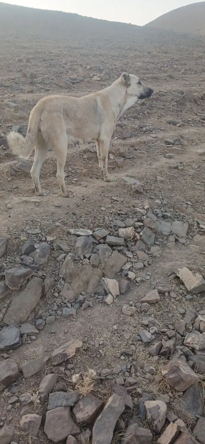 ماده سرابی|سگ|میاندوآب, |دیوار