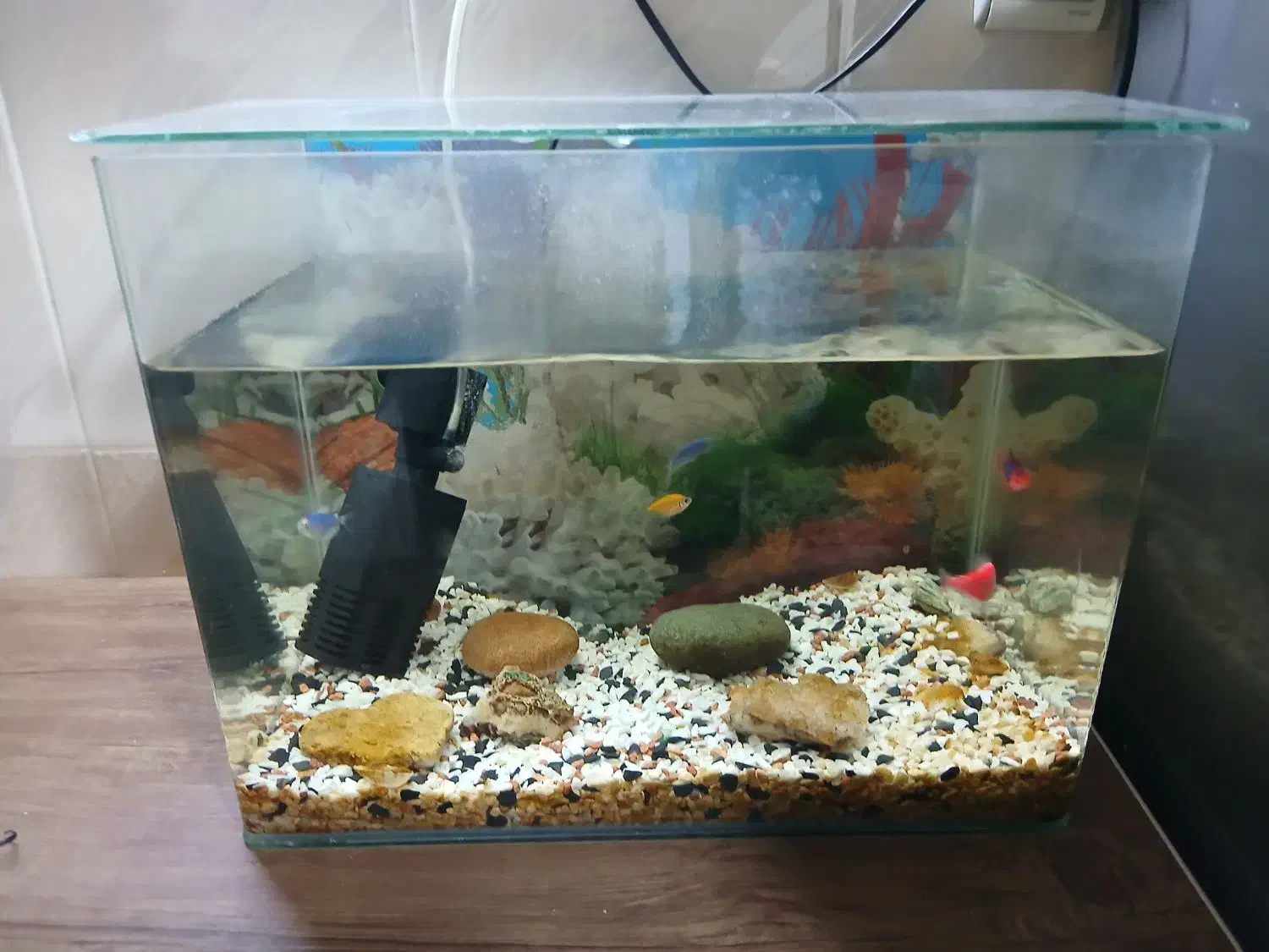 آکواریوم|ماهی|قم, باغ کرباسی|دیوار