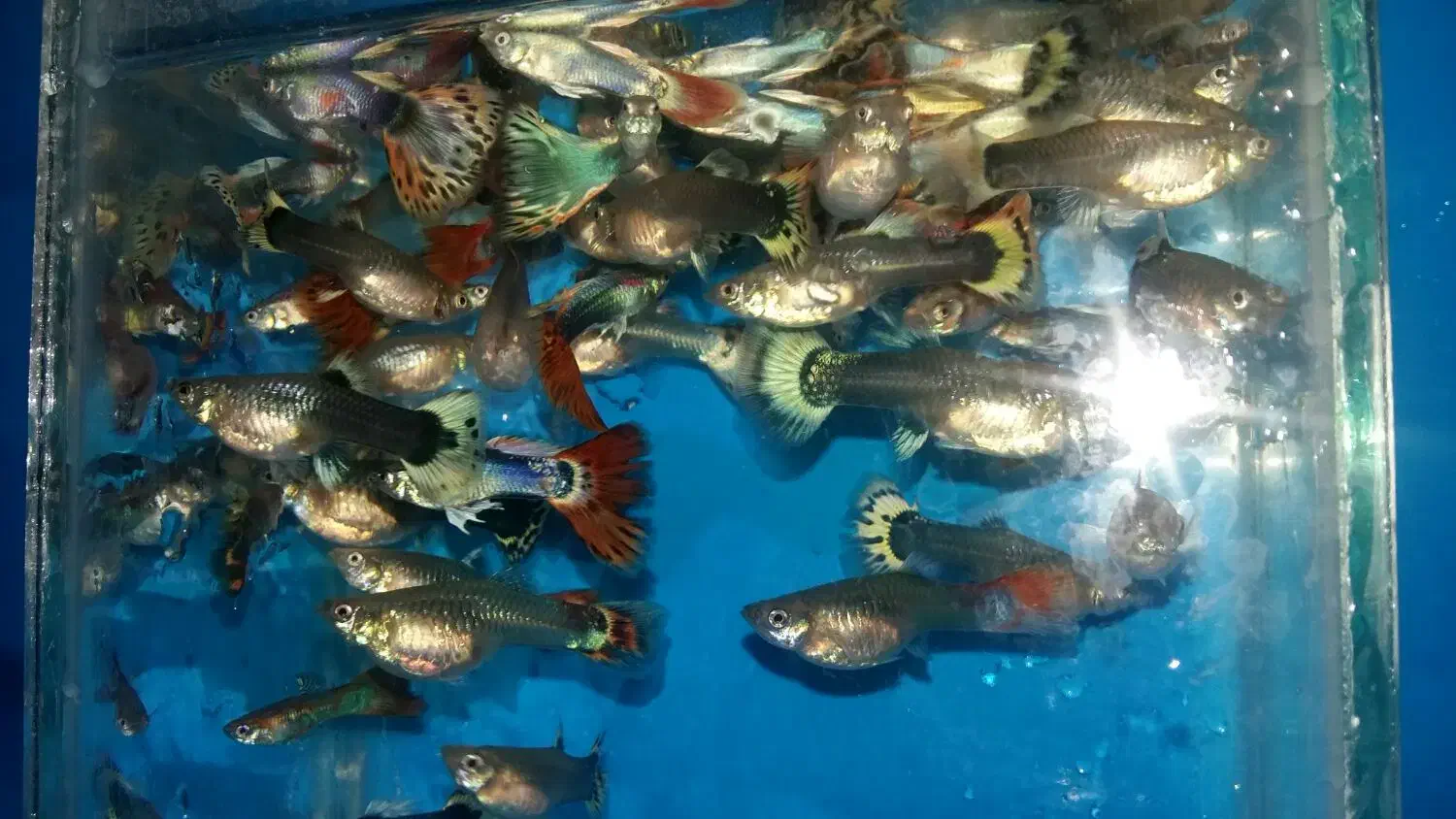 گوپی سنگاپوری شکم پر|ماهی|قزوین, |دیوار