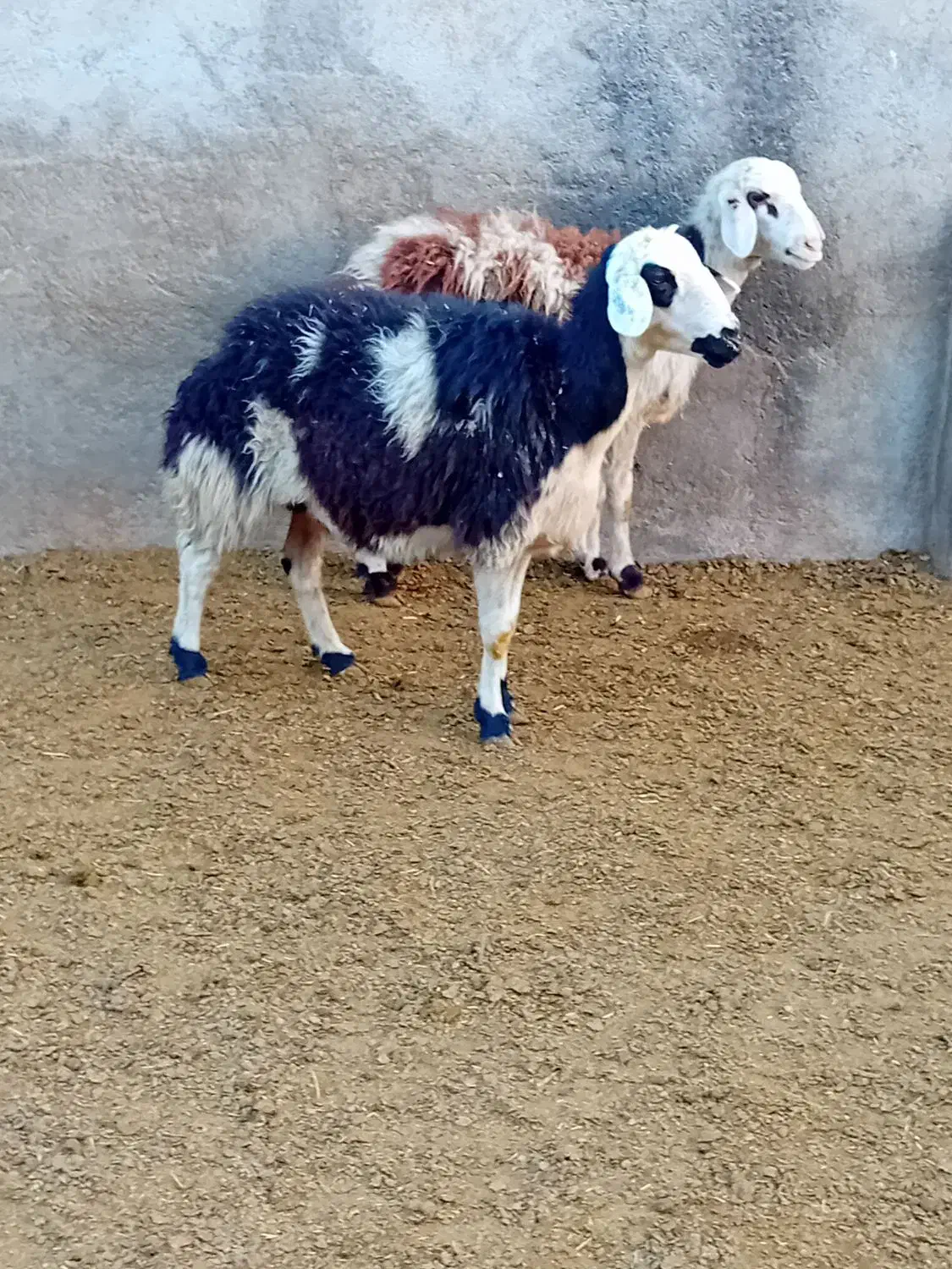 دوتا شیشک و دوتا بره ماده پلنگی|حیوانات مزرعه|بروجرد, |دیوار