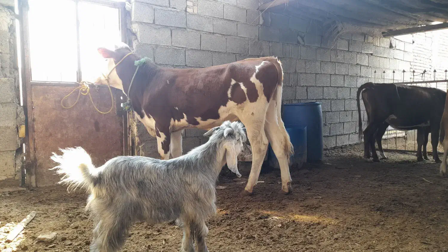 گوساله نر المانی|حیوانات مزرعه|شادگان, |دیوار