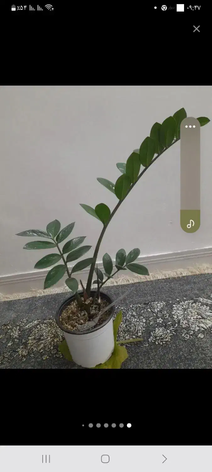 سرحال و شاداب گل|گل و گیاه طبیعی|سبزوار, فیاض|دیوار