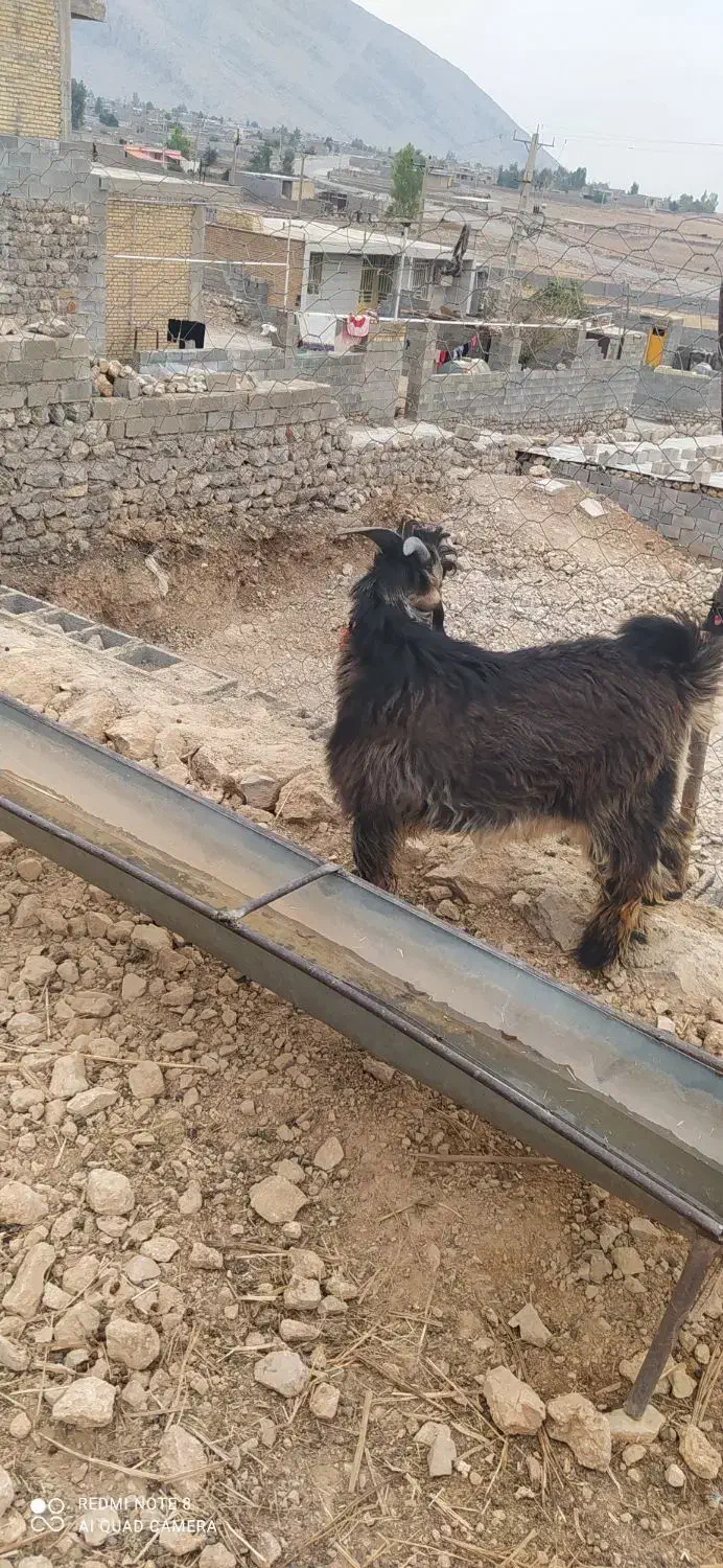 یک عدد کهر تخمی شش ماهه با یک عدد بره تخمی|حیوانات مزرعه|ایذه, |دیوار