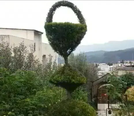 با غبا نی  و  هرس کاری|خدمات باغبانی و درختکاری|بابلسر, |دیوار