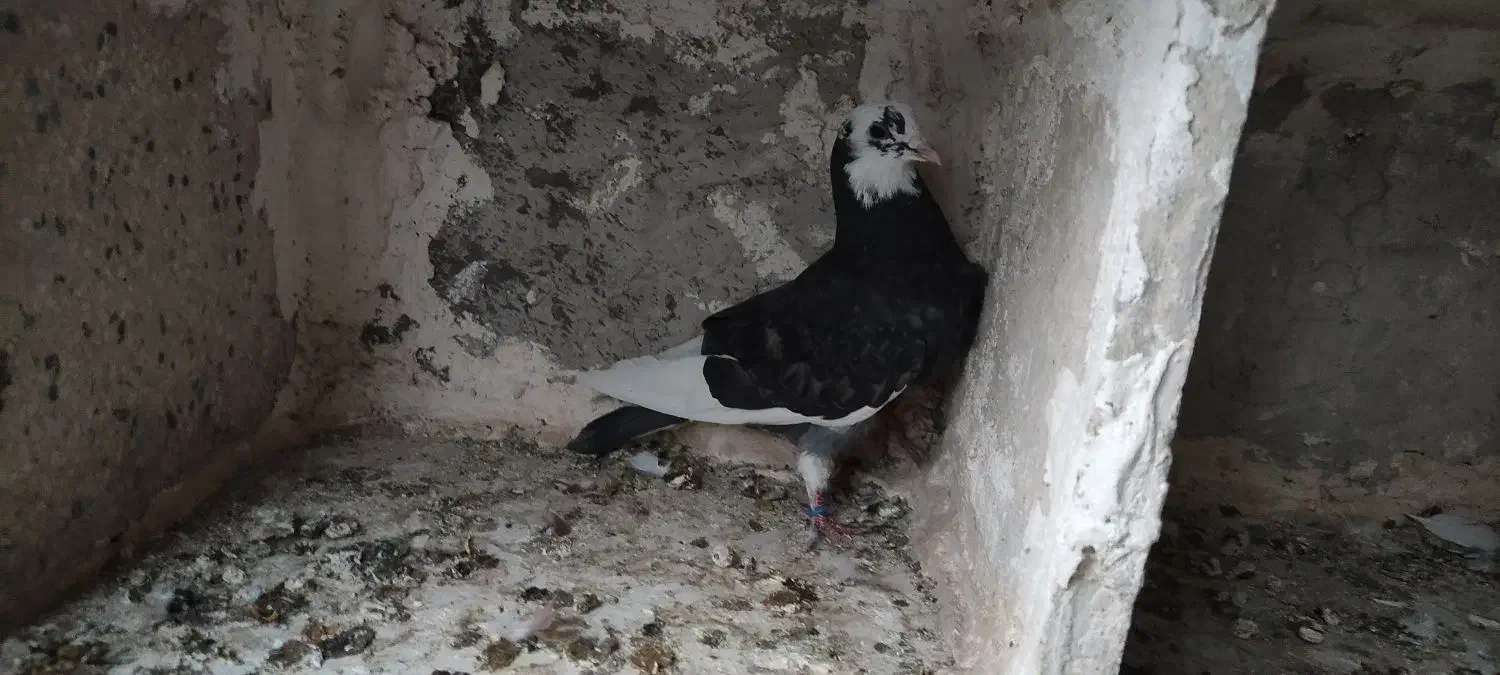 کبوتر غریب گیری|پرنده|ساوه, |دیوار