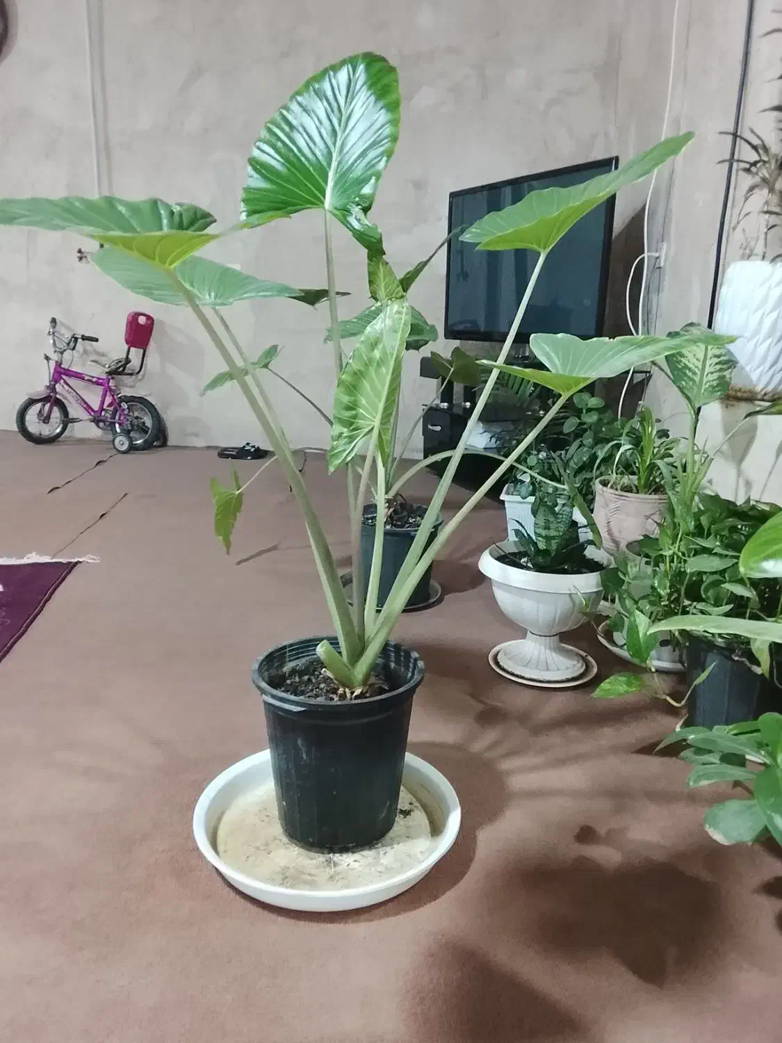 گل بابا آدم|گل و گیاه طبیعی|کنگاور, |دیوار