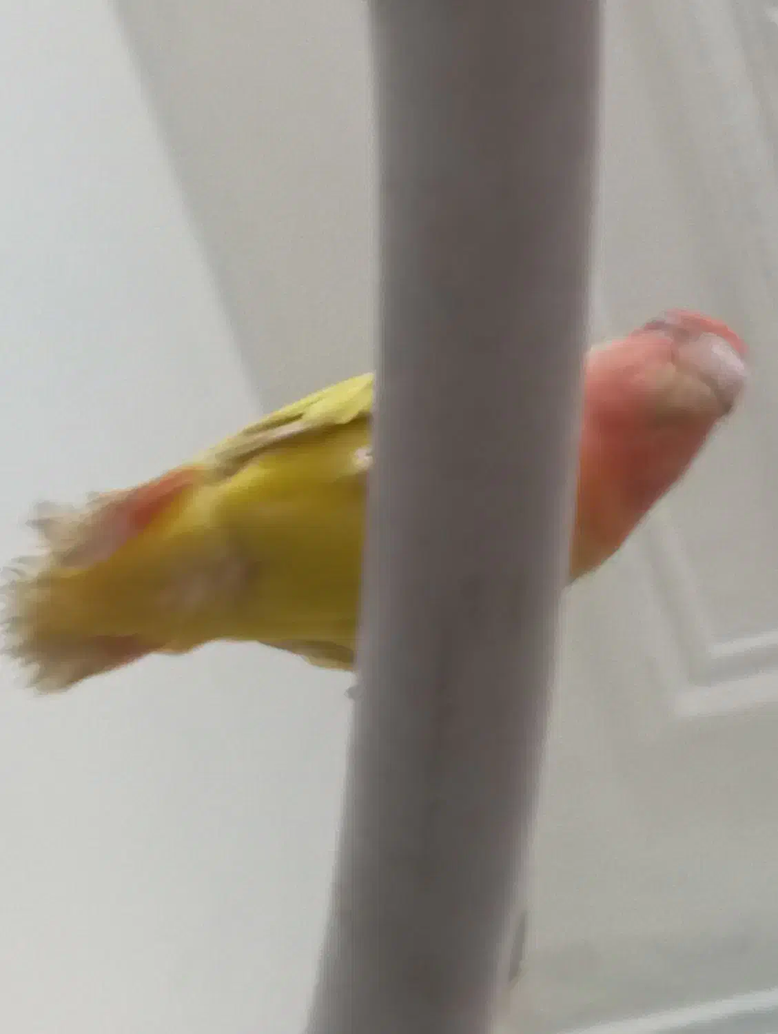 فیشر طلایی|پرنده|فولادشهر, سایت صنعتی کاوه|دیوار