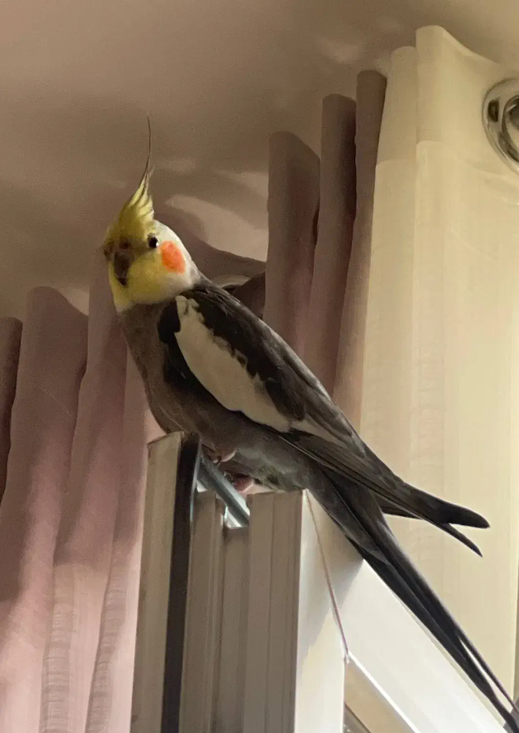 عروس هلندی گم شده|حیوانات|کرج, دهقان ویلا|دیوار