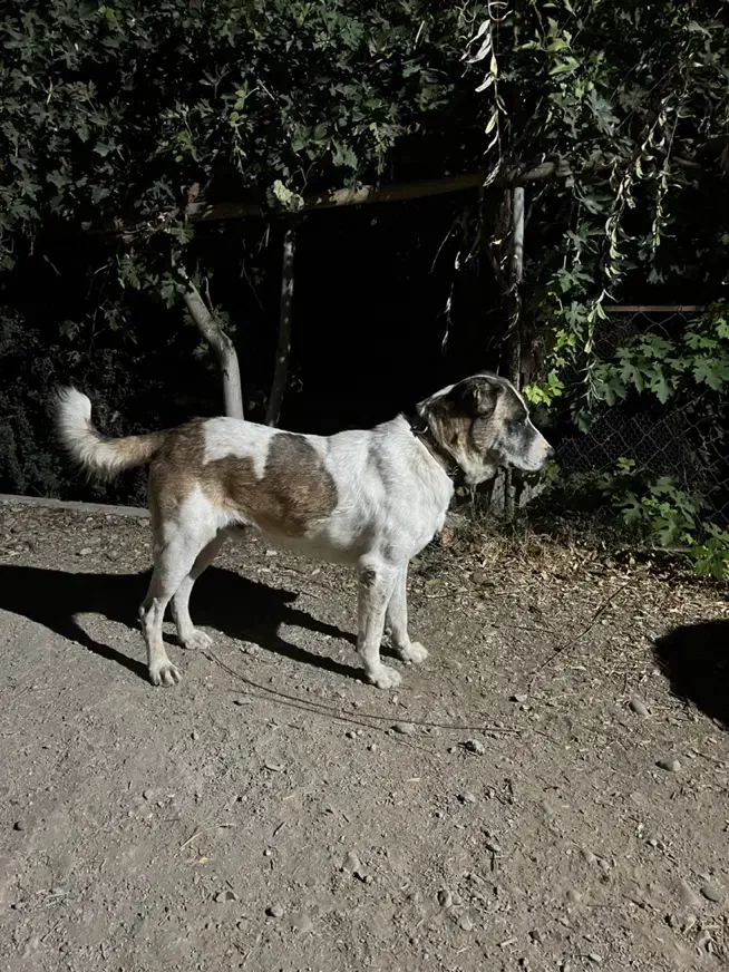 سگ نر گله ای|سگ|ورامین, ورامین|دیوار