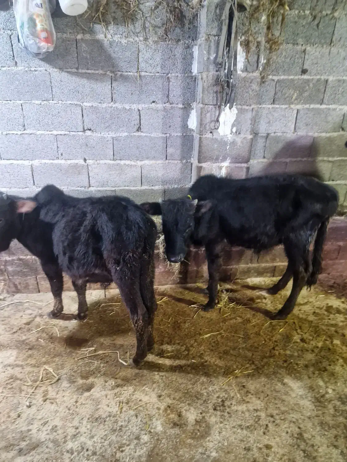 گوساله نر چالوسی یا گاو نر دو راس|حیوانات مزرعه|کوچصفهان, |دیوار