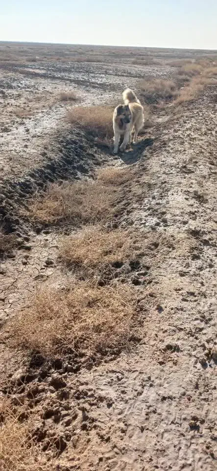 سگ سرابی|سگ|آذرشهر, |دیوار