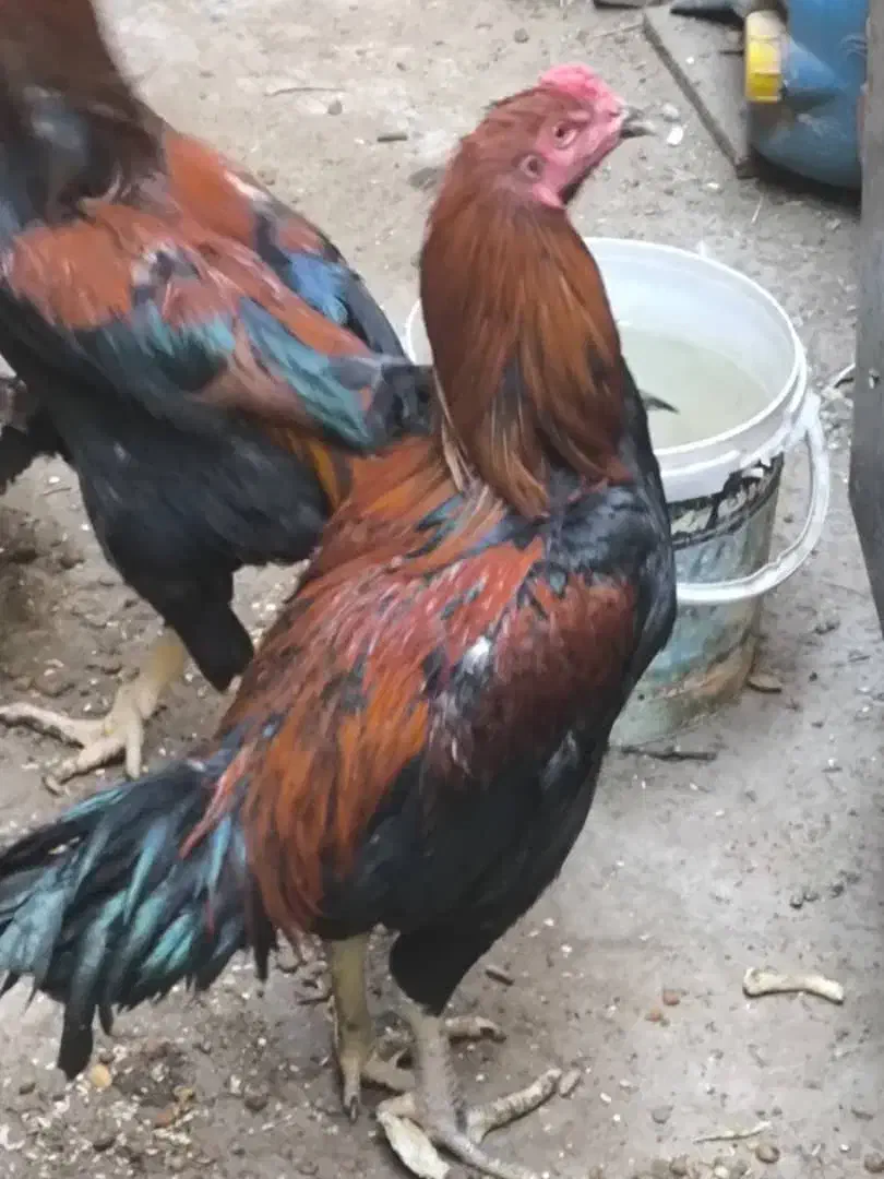 خروس لاری|حیوانات مزرعه|هامون, |دیوار