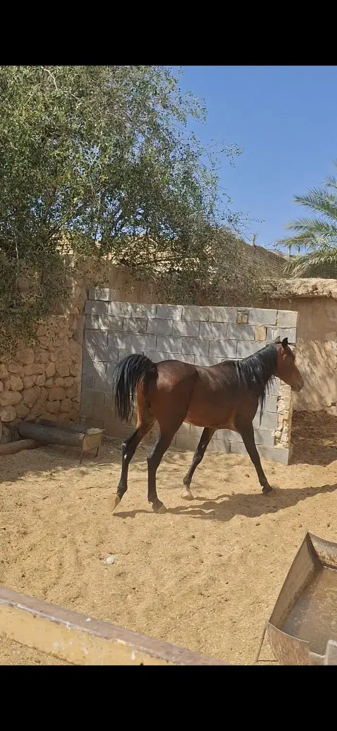 فروش اسب نریان دره شوری|اسب و تجهیزات اسب‌سواری|شیراز, برمشور علیا|دیوار