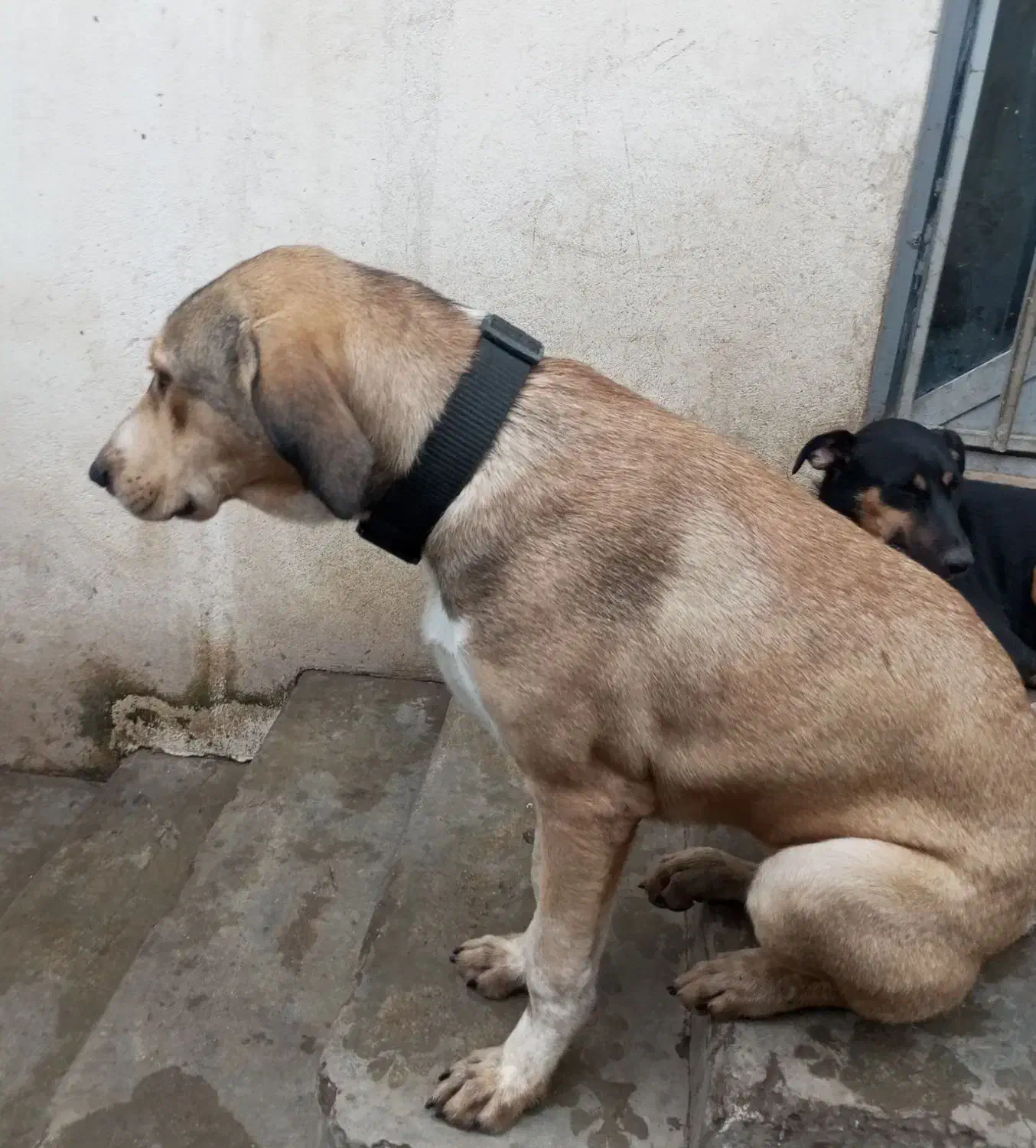 واگذاری سگ دو رگ ماده فوق العاده باهوش رایگان|سگ|رودسر, |دیوار