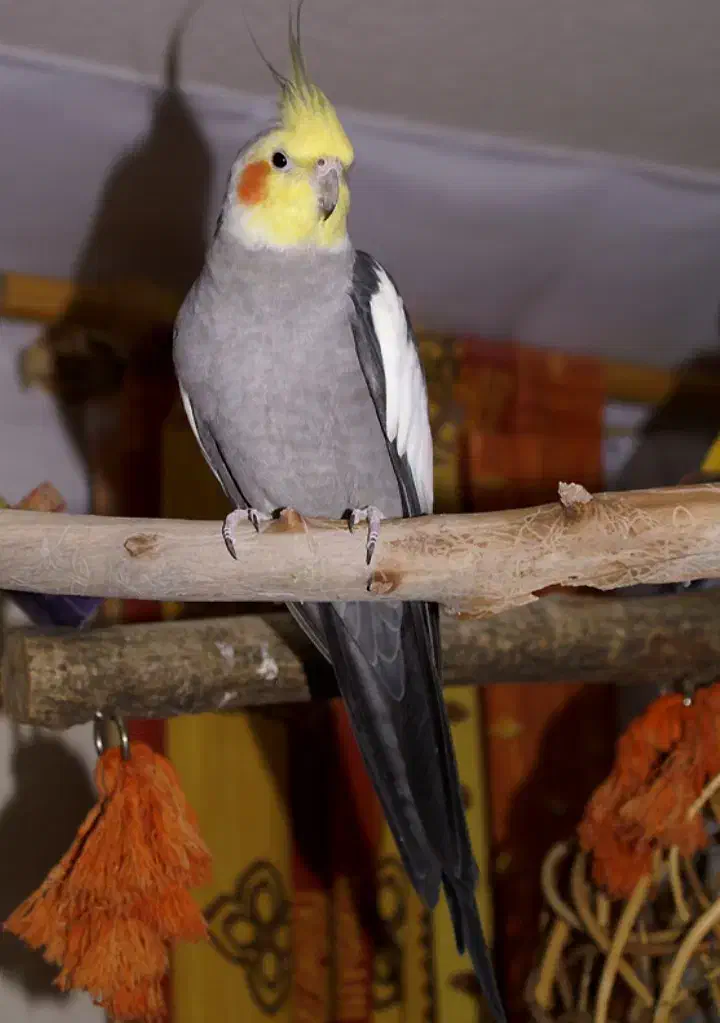 عروس هلندی|پرنده|نورآباد, |دیوار