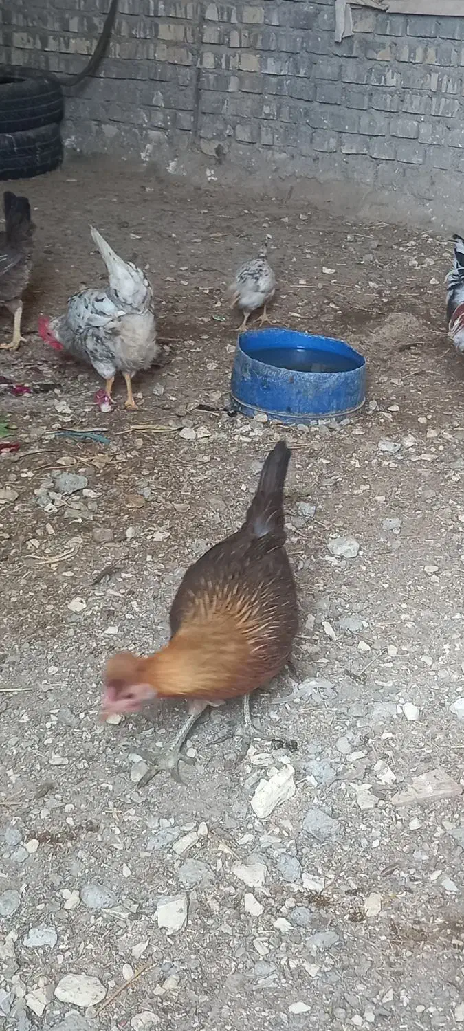 مرغ وخروس عربی در حمیدیه|حیوانات مزرعه|حمیدیه, |دیوار