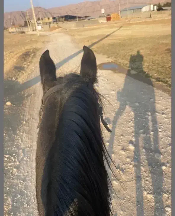 اصطبل جهت پانسیون اسب|اسب و تجهیزات اسبسواری|شیراز, انجیره|دیوار