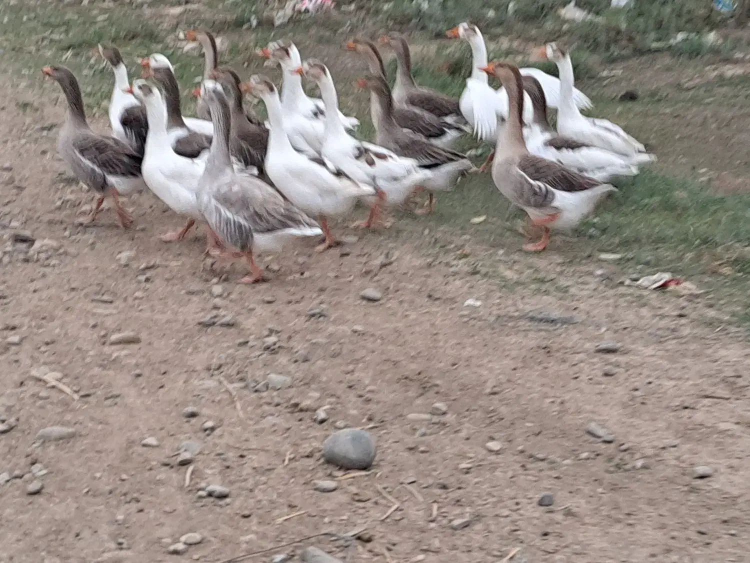 غاز|حیوانات مزرعه|پارسآباد, |دیوار