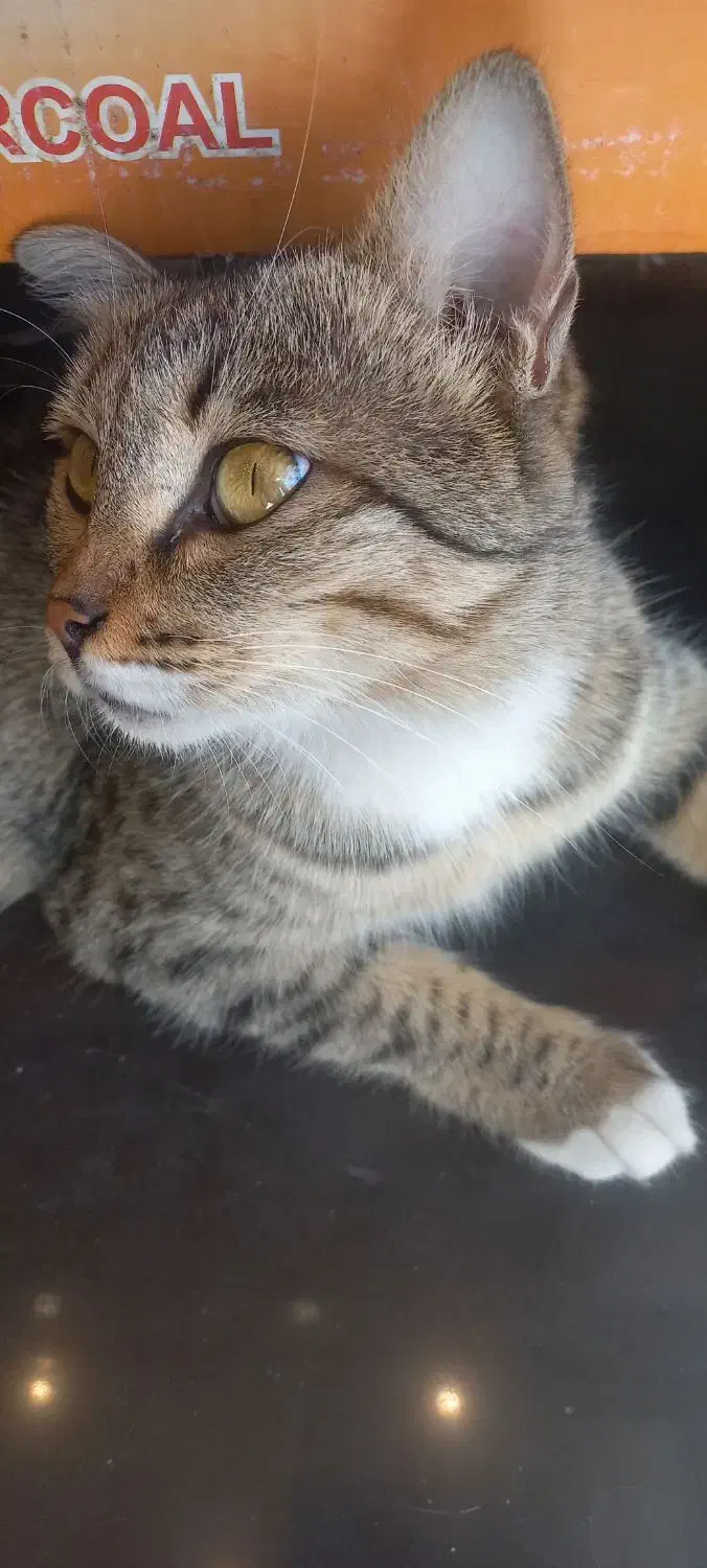 واگذاری گربه|گربه|کرج, شاهینویلا|دیوار